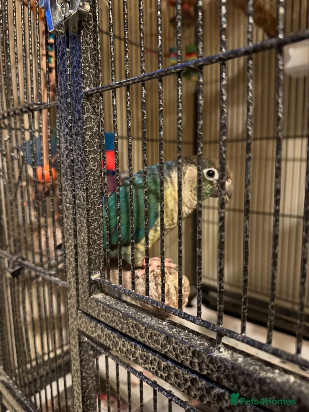 Conures birds for sale: Violet blue yellowsided conure - Advert 1