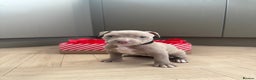 American Bully dogs for sale: 8 gorgeous American Bully pups 🐶 - Advert 4