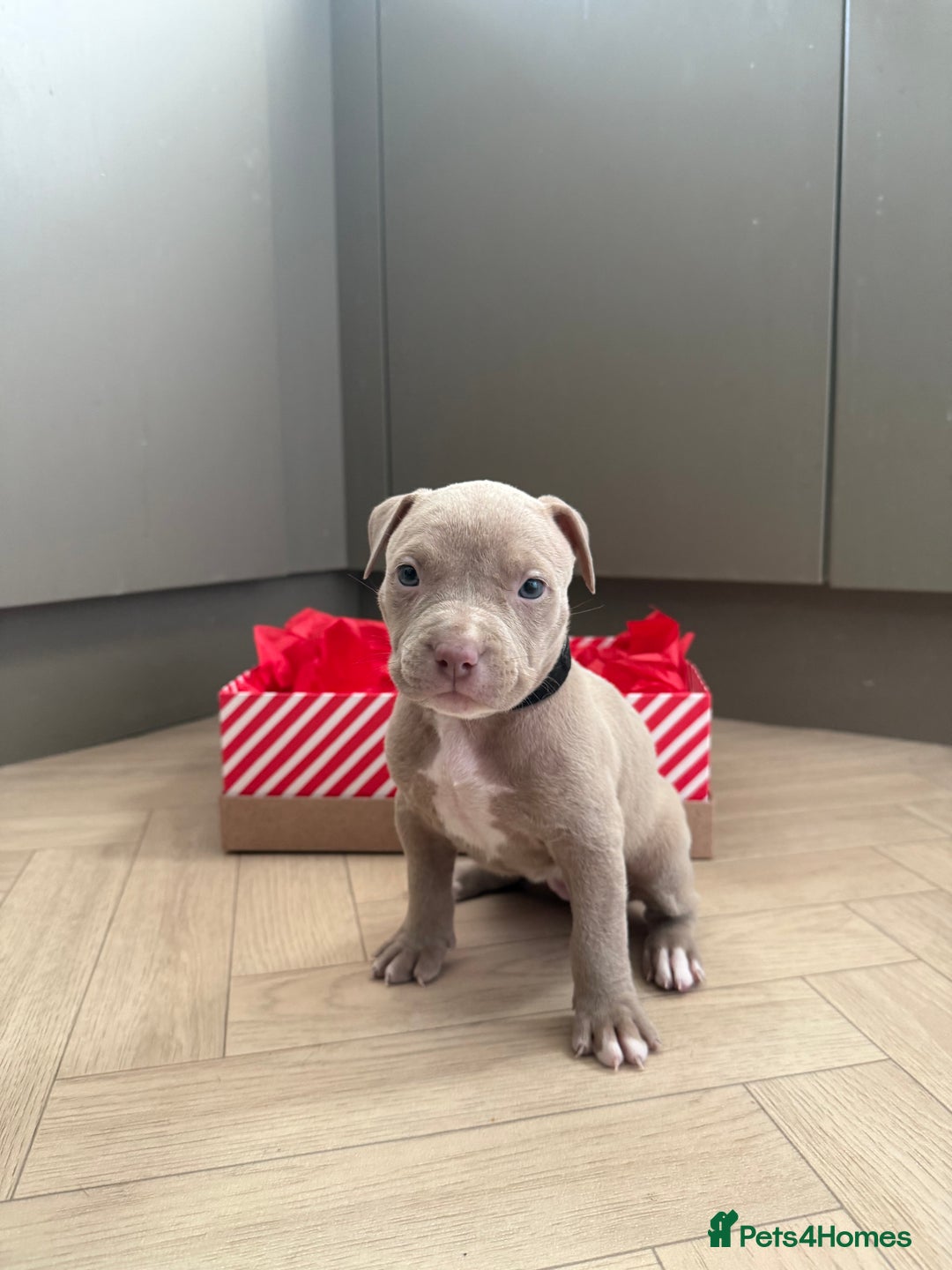 American Bully dogs for sale: 8 gorgeous American Bully pups 🐶 - Advert 4