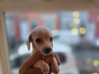 Miniature Dachshund dogs KC registered smooth hair cream mini dachshunds - Advert 6