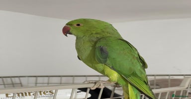 Parrots birds - Advert 6
