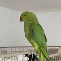 Parrots birds Selling beautiful Indian ring neck parrots. - Advert 2