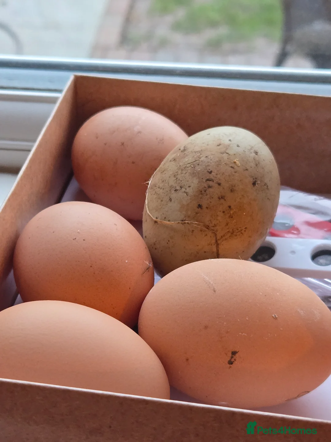 Chickens poultry for sale: Trio of 3x hens & large coop - Advert 2