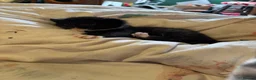 British Shorthair cats for sale: Adorable Kittens Looking for Loving Homes - Advert 21