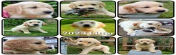 Golden Retriever dogs for stud: RKC Kensesqui Karamel Sutra - Advert 21