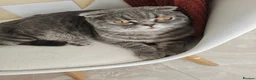 Mixed Breed cats for sale: Scottish fold Zeus - Advert 3