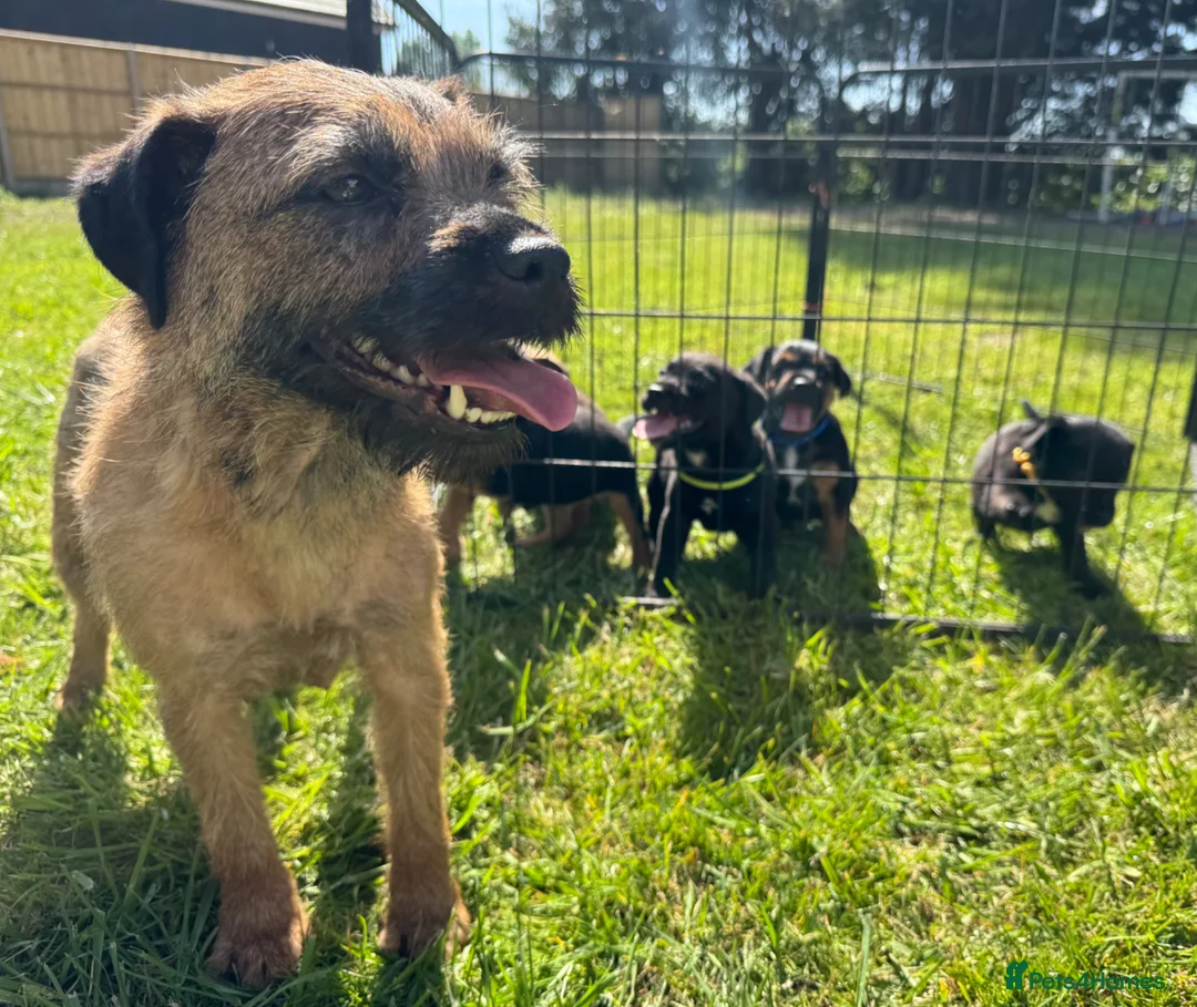 Mixed Breed dogs for sale: Border terrier cross jack russels for sale  - Advert 36