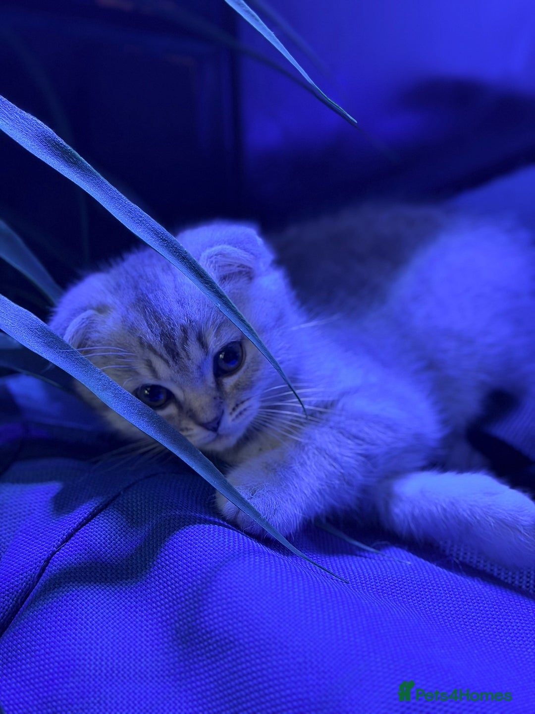 Scottish Fold cats for sale: Scottish fold kittens for sale! - Advert 10