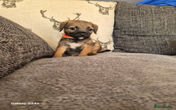 Border Terrier dogs for sale: Stunning border terrier puppys - Image 11