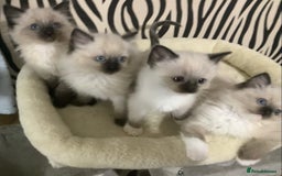 Ragdoll cats for sale: 3 ragdoll girls ready now - Image 2