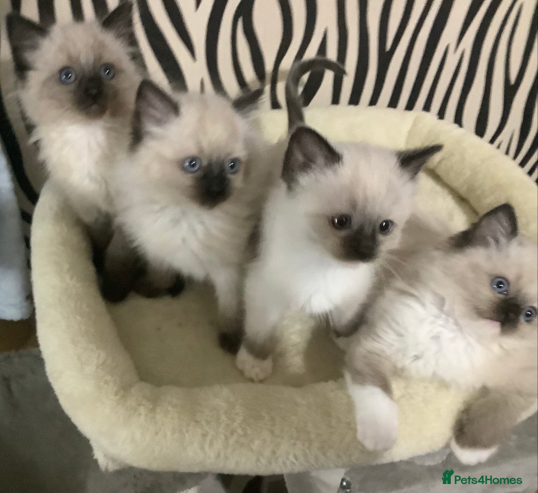 Ragdoll cats for sale: 3 ragdoll girls ready now - Image 2
