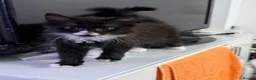 Mixed Breed cats for sale: Lovely Mixed-Breed Kitten & Mother Pair  - Advert 4