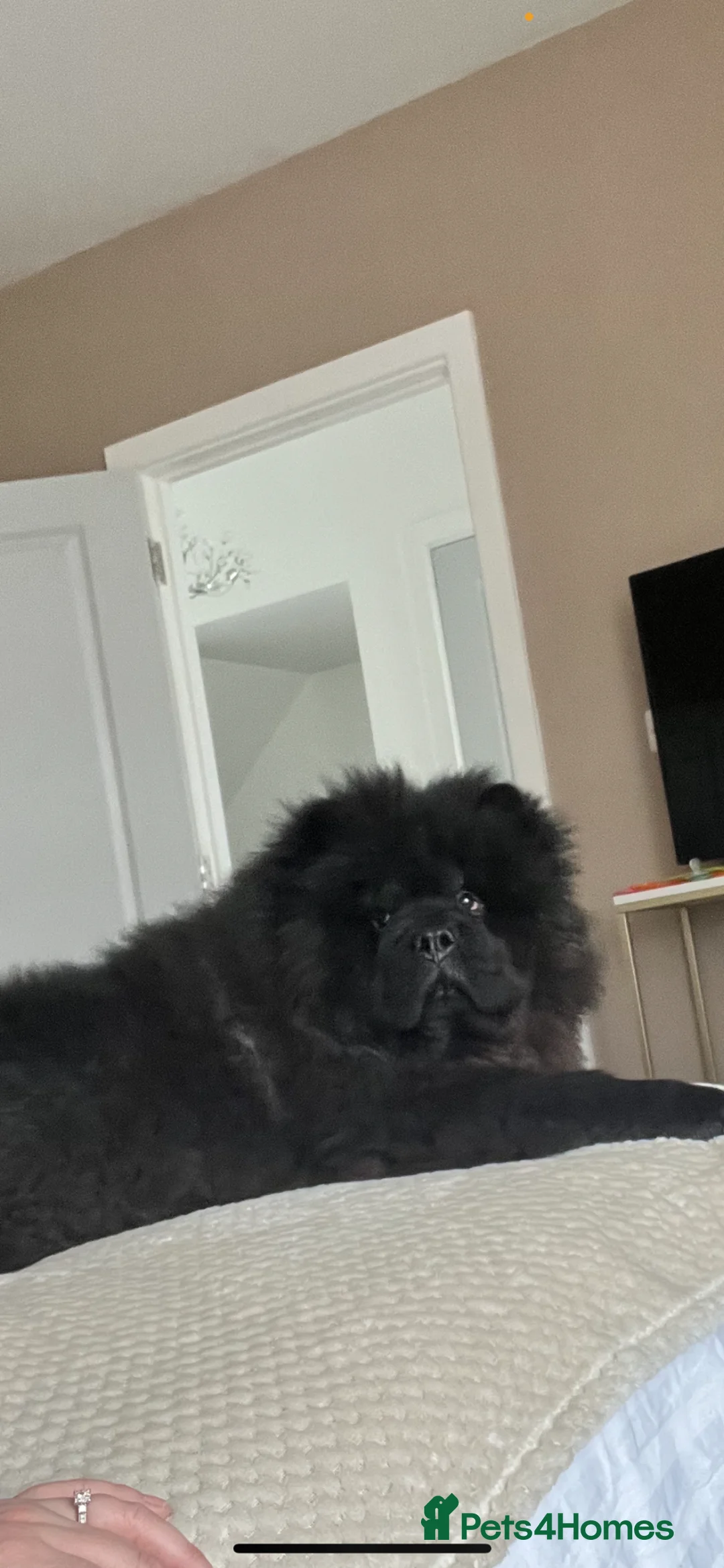 Chow Chow dogs for sale: bear 3 year old male chow chow  in Dagenham - Advert 8