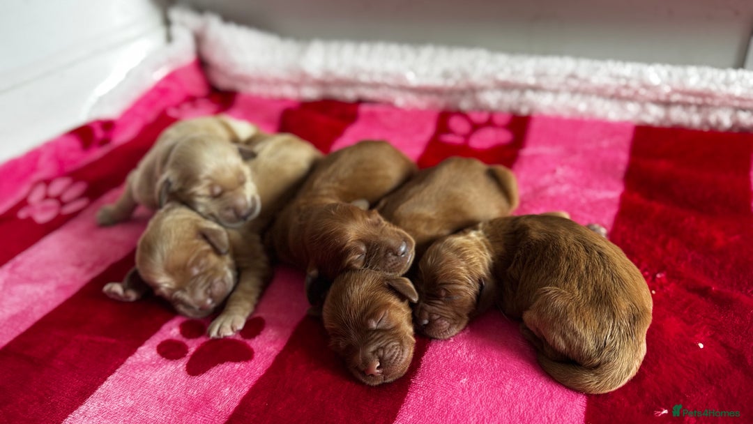 Goldendoodle dogs for sale: Golden doodle puppy’s for sale  - Advert 7