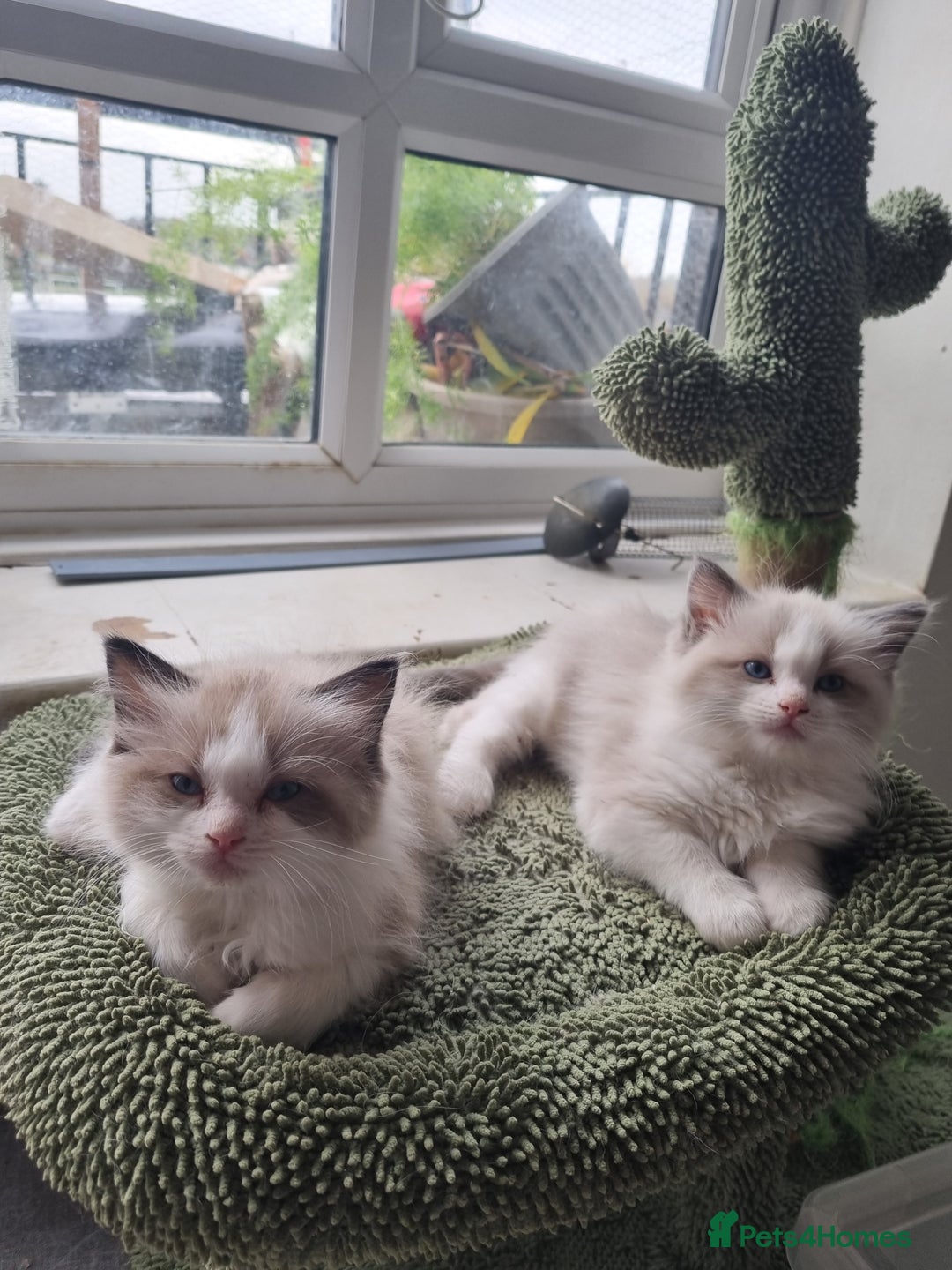 Ragdoll cats for sale: Ragdoll kittens  - Image 14