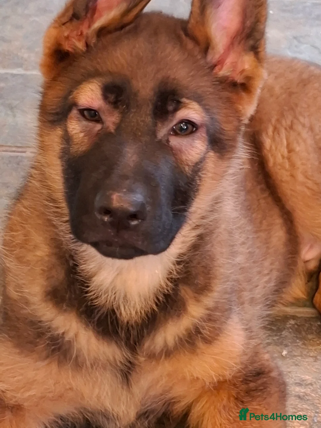 German Shepherd dogs for sale: German Shepherd Pups - Advert 7