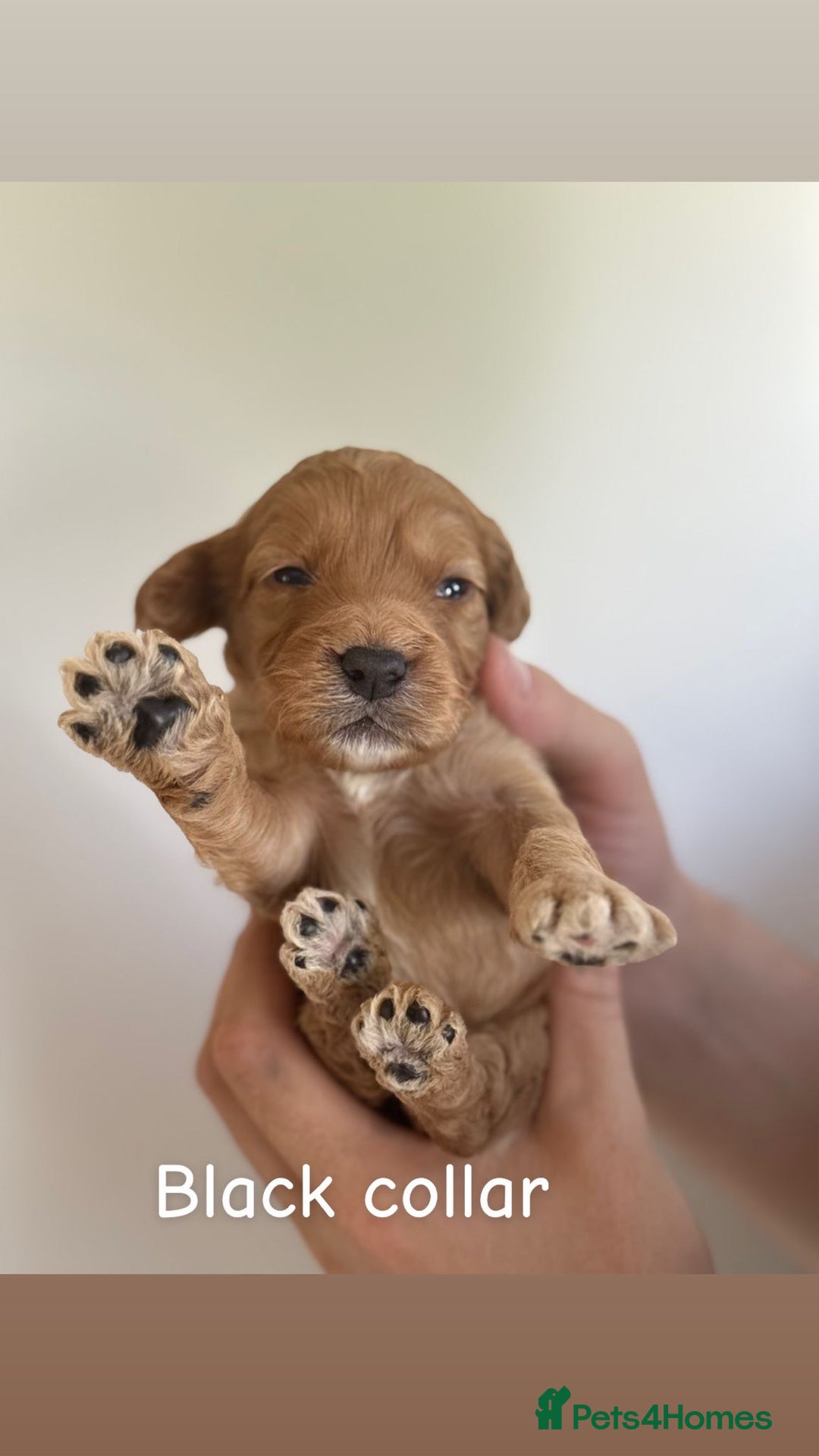 Cockapoo dogs for sale: 🐶 Adorable cockapoos 🐶 - Image 5