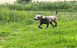 Weimaraner dogs for stud: Words of Wisdom in Bedford - Image 13