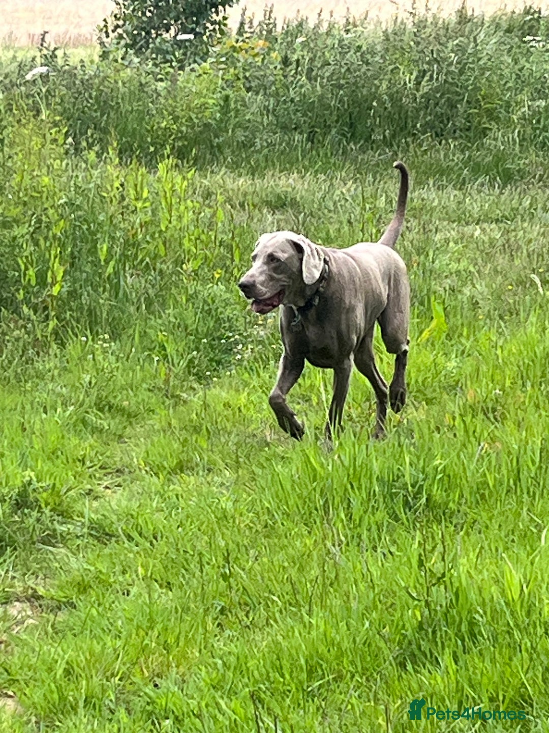 Weimaraner dogs for stud: Words of Wisdom in Bedford - Image 13