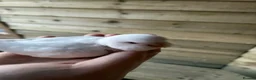 Budgerigars birds for sale: Baby budgies for sale Wigan  - Advert 7