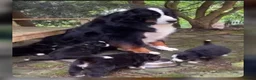 Bernese Mountain Dog dogs for sale: Well Trained Home  Bernese Mountain Pups  in Reading - Advert 1