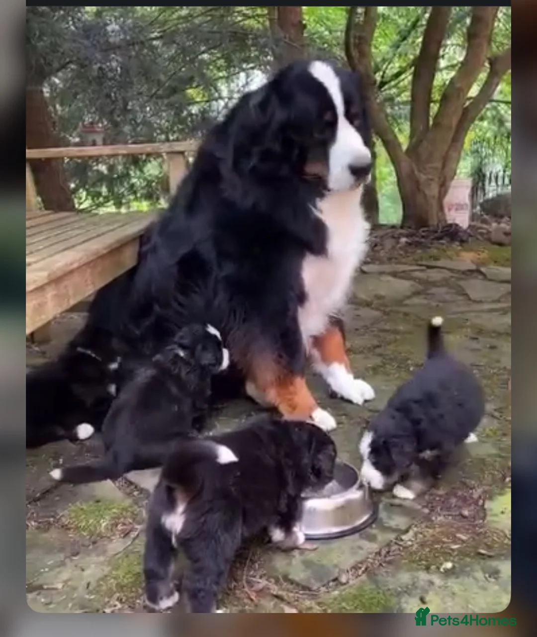 Bernese Mountain Dog dogs for sale: Well Trained Home  Bernese Mountain Pups  in Reading - Advert 1