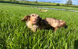Miniature Dachshund dogs for sale: KC Reg Miniature Dachshund Long Haired Female - Image 4