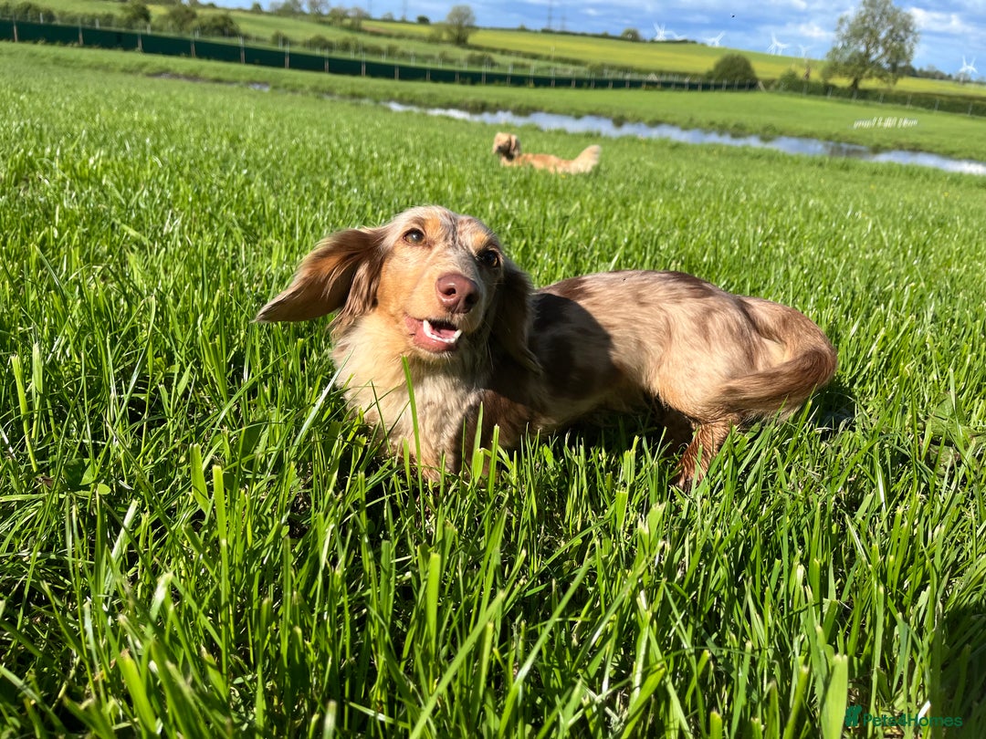 Miniature Dachshund dogs for sale: KC Reg Miniature Dachshund Long Haired Female - Image 4