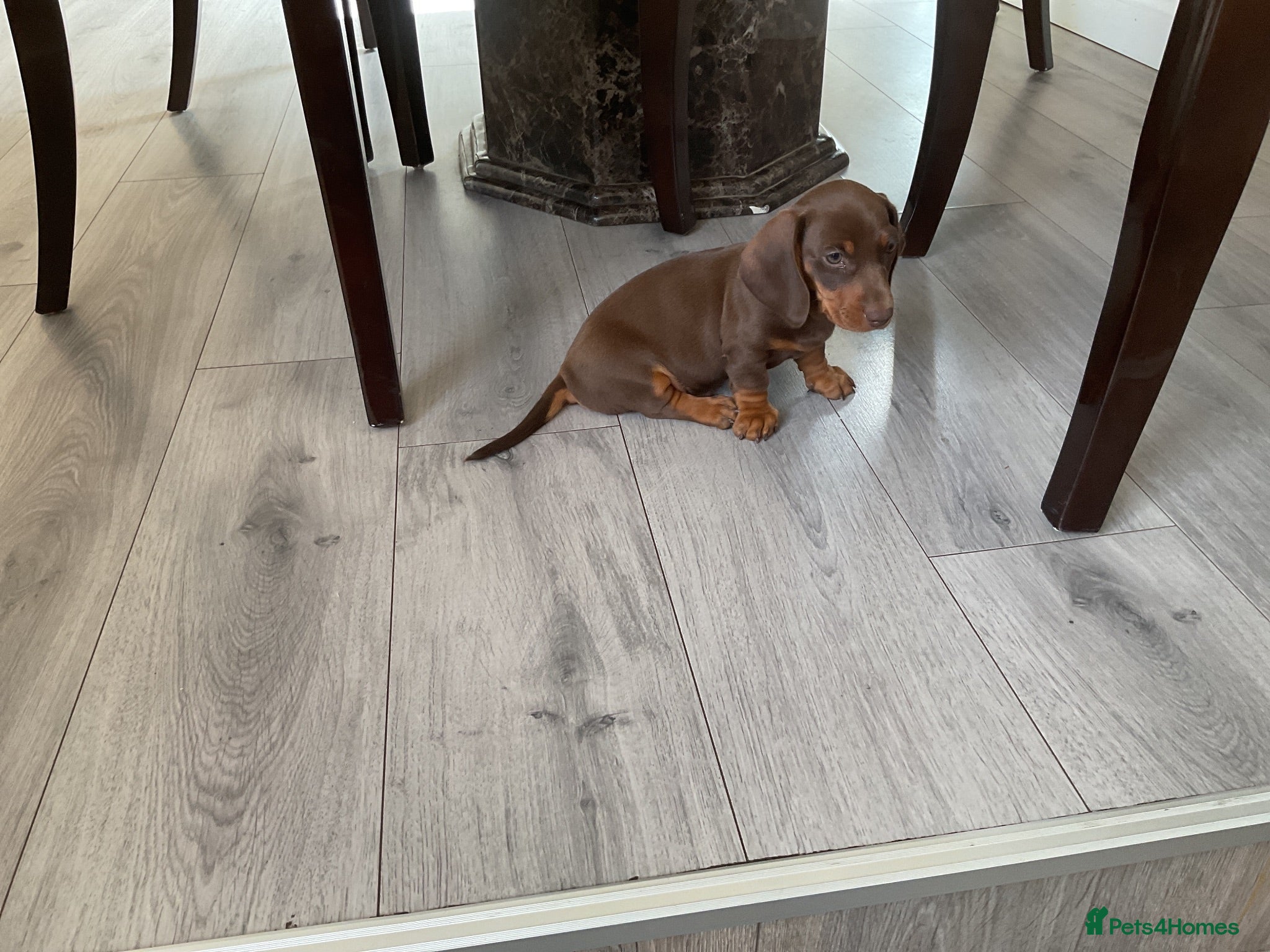 Dachshund dogs Miniature Dachshund puppies for sale  - Advert 2