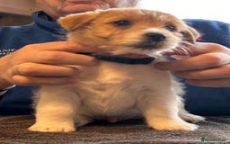 Jack Russell dogs for sale: Pedigree Jack Russell Terriers - Image 30