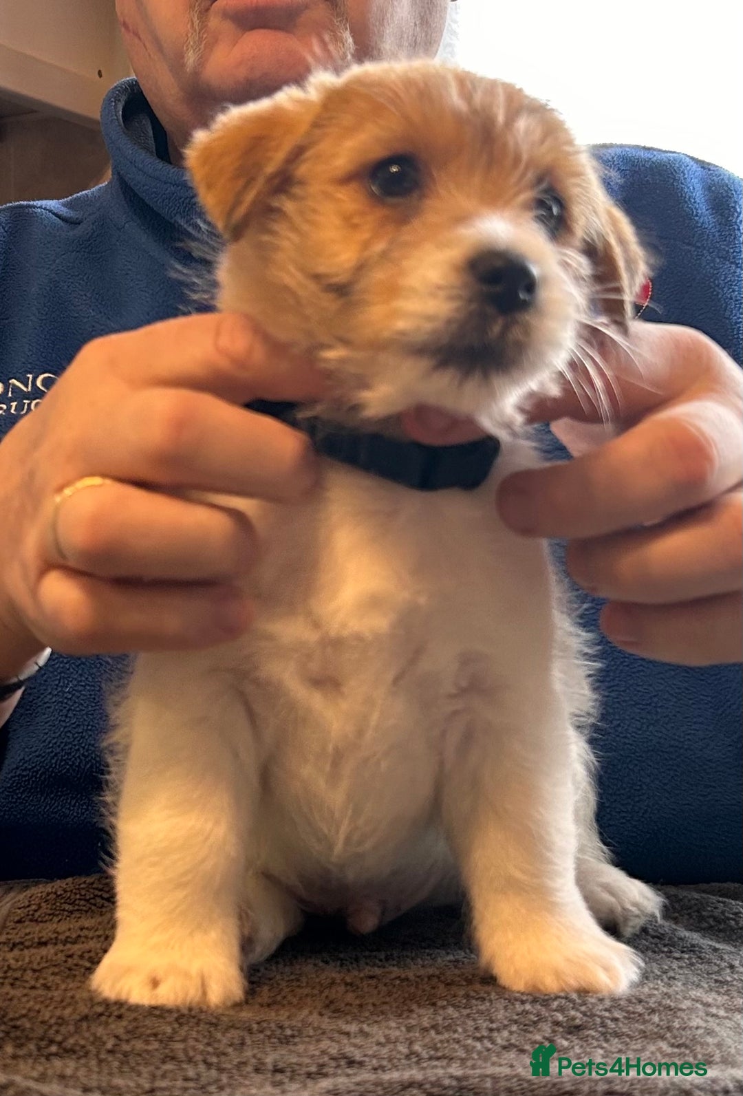 Jack Russell dogs for sale: Pedigree Jack Russell Terriers - Image 30