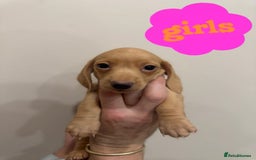 Miniature Dachshund dogs for sale: Daschund puppies  - Image 5