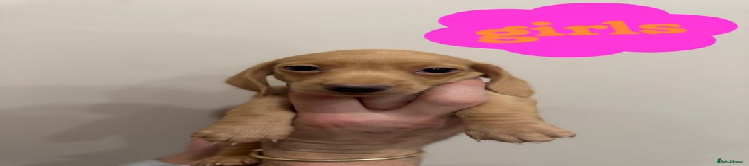 Miniature Dachshund Puppy 5