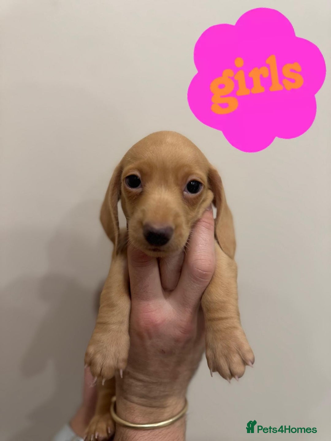 Miniature Dachshund dogs for sale: Daschund puppies  - Image 5