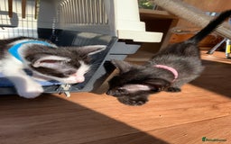 Siamese cats for sale: 2 half Siamese kittens  - Image 19