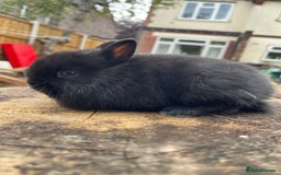 Netherland Dwarf rabbits for sale:  Netherland Dwarfs Bunnies  - Advert 2