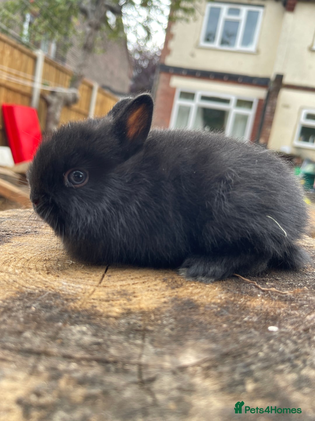 Netherland Dwarf rabbits for sale:  Netherland Dwarfs Bunnies  - Advert 2
