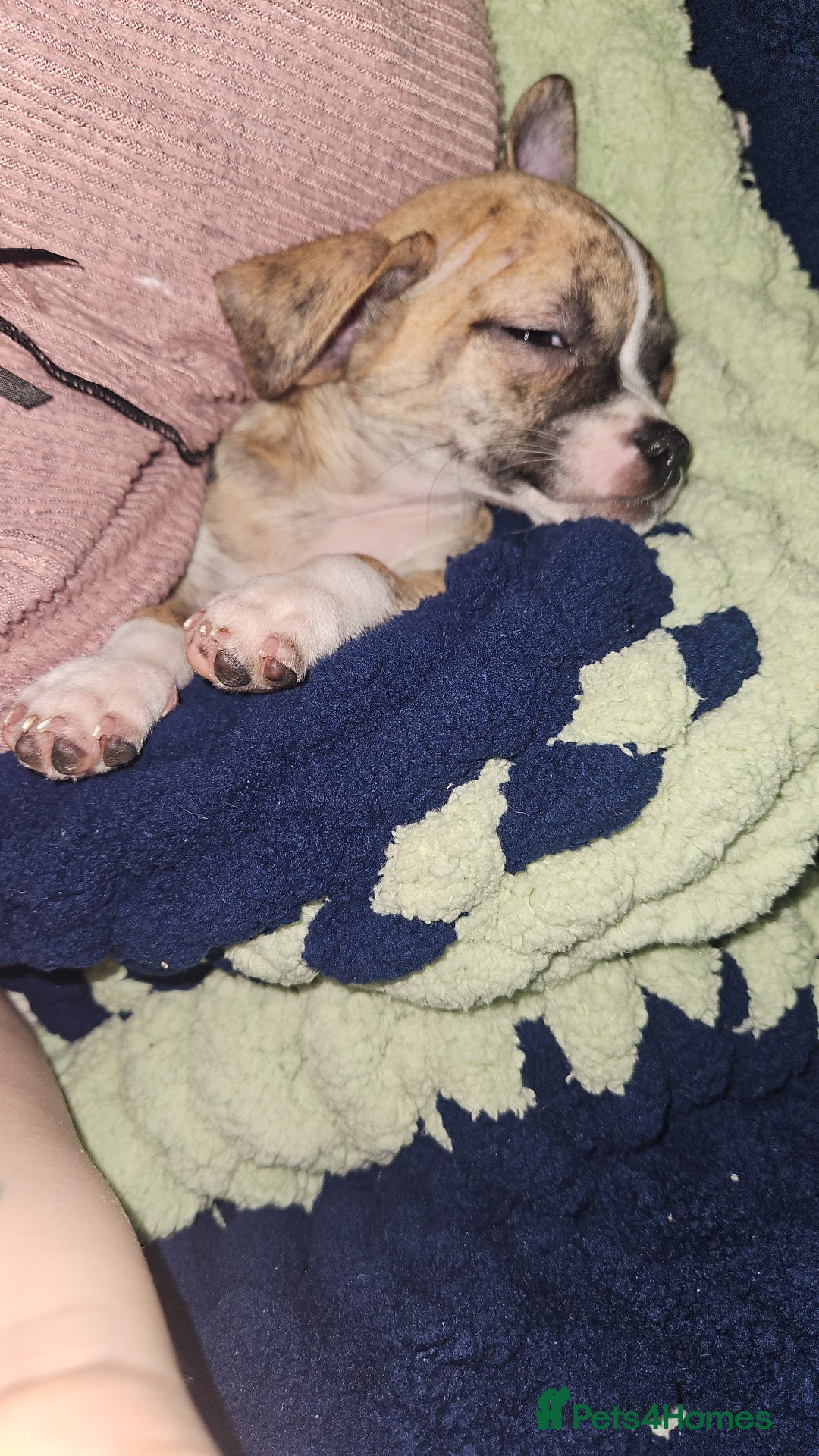 Mixed Breed dogs for sale: Beautiful Chihuahua Cross Puppies - Advert 14