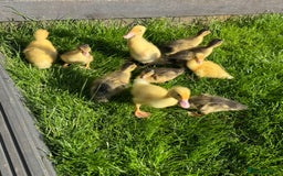 Ducks poultry for sale: Call ducks - Image 3