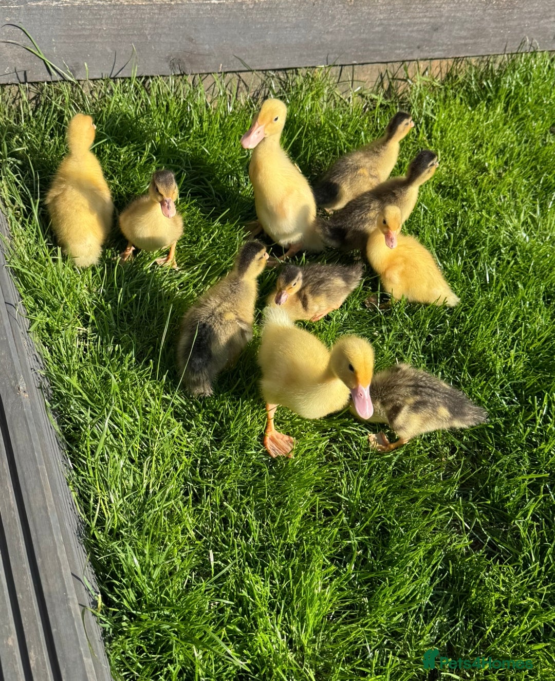 Ducks poultry for sale: Call ducks - Image 3