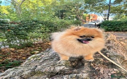 Pomeranian dogs for sale: 2 beautiful Pomeranian girls in London - Image 5