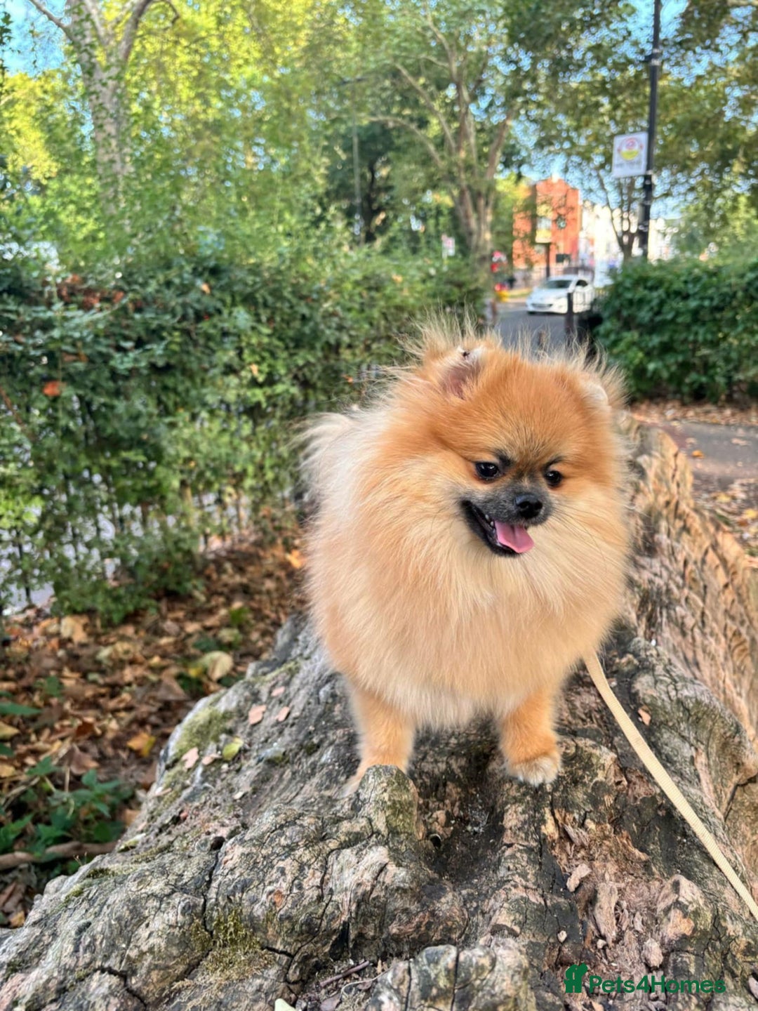 Pomeranian dogs for sale: 2 beautiful Pomeranian girls in London - Image 5