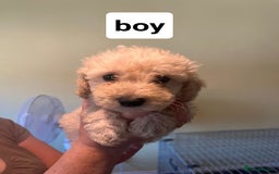 Poochon dogs for sale: 5 beautiful fluffy poochon puppies for sale - Image 3
