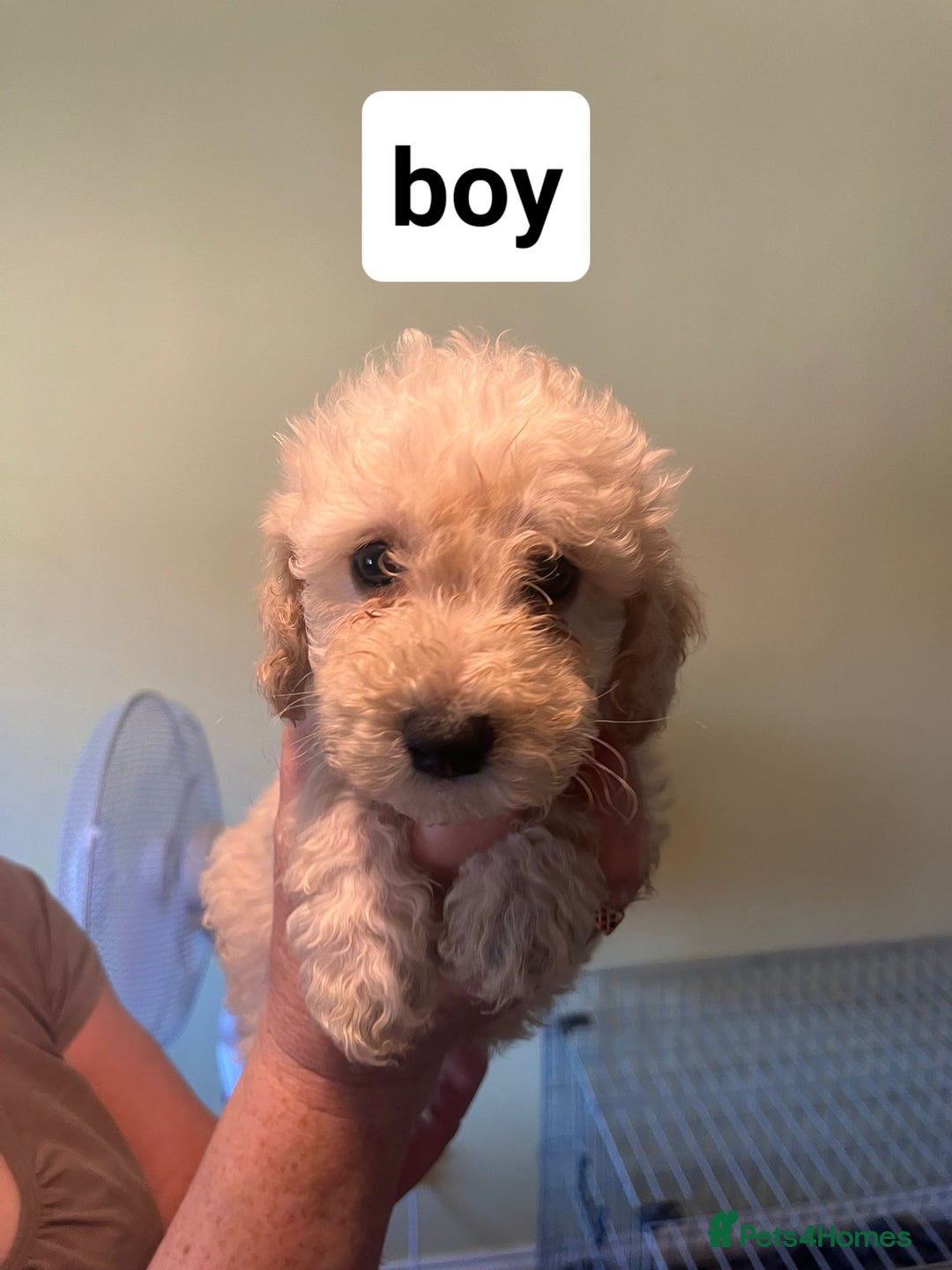 Poochon dogs for sale: 5 beautiful fluffy poochon puppies for sale - Image 3