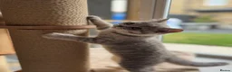 Scottish Fold cats for sale: Full pedigree Scottish fold kittens - Advert 26