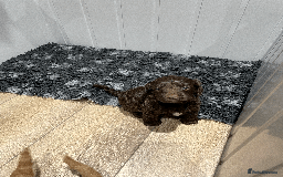 Cockapoo dogs for sale: Fluffy Thick coated F1 Cockapoos/DNA Health tested - Image 7