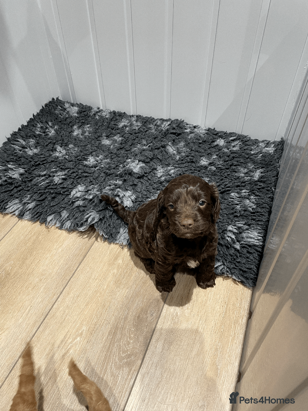Cockapoo dogs for sale: Fluffy Thick coated F1 Cockapoos/DNA Health tested - Image 7
