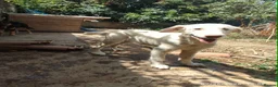 Mixed Breed dogs for adoption: Belce is a five month old Macedonian Rescue - Advert 6