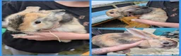 Mixed Breed rabbits for sale: Continental Giant x Lop Rabbits - Advert 6