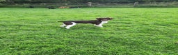 English Springer Spaniel dogs for stud: Salrowbra Gundogs at Stud in Ossett - Advert 7